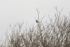 Reed Bunting