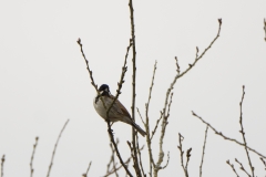 Reed Bunting