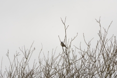 Reed Bunting