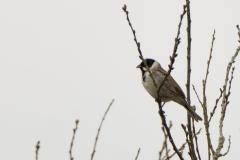 Reed Bunting