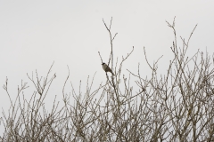 Reed Bunting