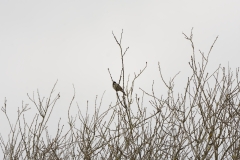 Reed Bunting