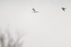 Two Little Egrets in Flight together