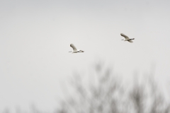 Two Little Egrets in Flight together