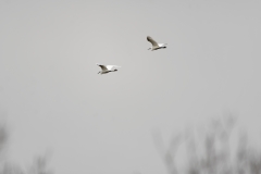 Two Little Egrets in Flight together