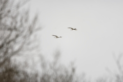 Two Little Egrets in Flight together