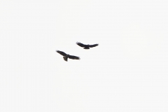 Marsh Harrier & Buzzard in Flight together