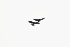 Marsh Harrier & Buzzard in Flight together