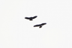 Marsh Harrier & Buzzard in Flight together