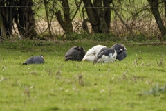 Guineafowl