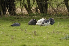 Guineafowl