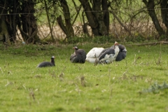 Guineafowl