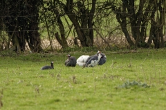 Guineafowl