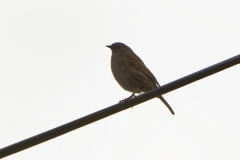 Dunnock