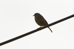 Dunnock