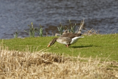 Greylag Goose