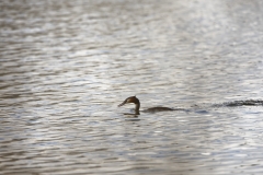 Great Crested Grebe