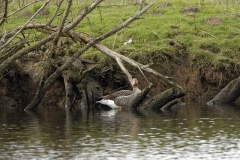 Greylag Goose