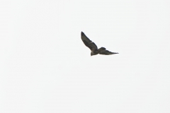 Buzzard in Flight