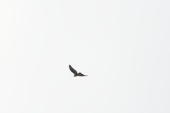 Buzzard in Flight