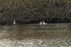 Great Crested Grebe Fight