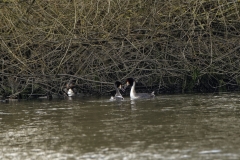 Great Crested Grebe Fight