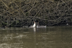 Great Crested Grebe Fight