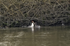 Great Crested Grebe Fight