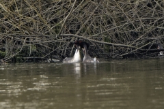 Great Crested Grebe Fight