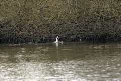 Great Crested Grebe Fight