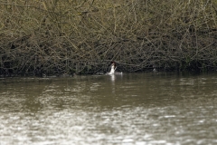 Great Crested Grebe Fight