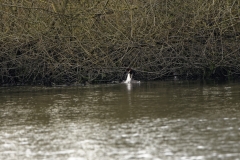 Great Crested Grebe Fight