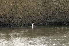 Great Crested Grebe Fight