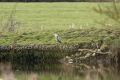 Grey Heron