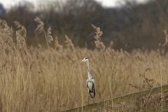 Grey Heron