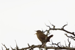 Wren Singing