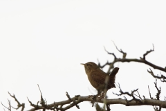 Wren