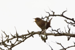 Wren Singing