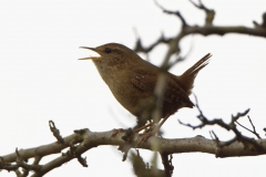 Wren Singing