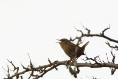 Wren Singing