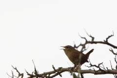 Wren Singing