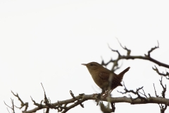 Wren