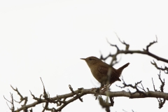 Wren