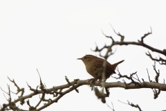 Wren