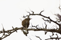 Wren