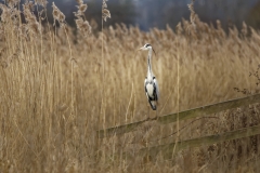 Grey Heron