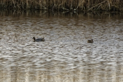 Male & Female Teal