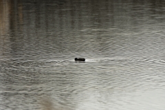 Male Teal