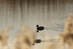 Male & Female Teal