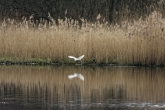 Little Egret in Flight